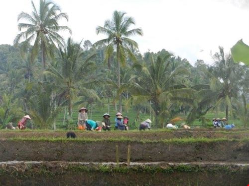 Banyuwangi sabrina sabrina